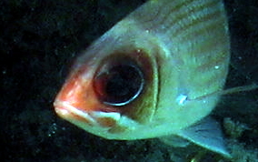 Common Squirrelfish - Holocentrus adscensionis