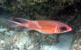 Common Squirrelfish - Holocentrus adscensionis