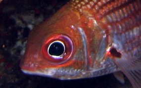 Dusky Squirrelfish - Sargocentron vexillarium