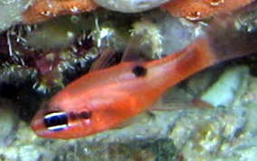 Flamefish - Apogon maculatus