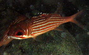 Reef Squirrelfish