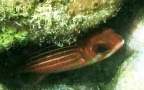 Reef Squirrelfish - Neoniphon coruscum