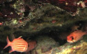 Reef Squirrelfish - Neoniphon coruscum