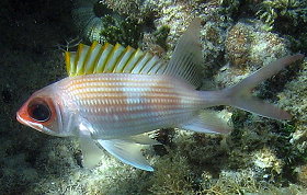 Squirrelfish