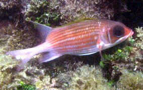 Common Squirrelfish - Holocentrus adscensionis