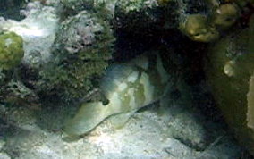 Nassau Grouper -  Epinephelus striatus