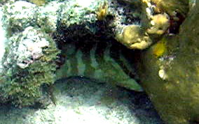 Nassau Grouper -  Epinephelus striatus