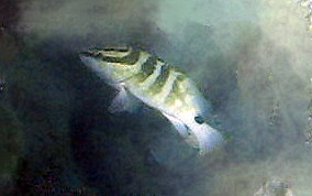 Nassau Grouper -  Epinephelus striatus