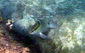 Nassau Grouper -  Epinephelus striatus