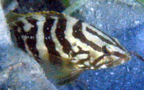 Nassau Grouper -  Epinephelus striatus