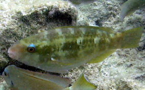 Striped Parrotfish Intermediate