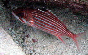 Reef Squirrelfish - Neoniphon coruscum