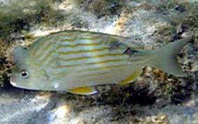 Sea Bream - Archosargus rhomboidalis 