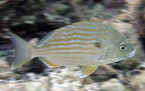 Sea Bream - Archosargus rhomboidalis 