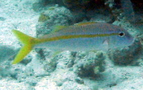 Yellow Goatfish - Pseudupeneus maculatus 