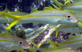 Yellow Goatfish