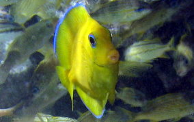 Blue Tang - Acanthurus coeruleus