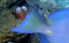 Blue Tang - Acanthurus coeruleus