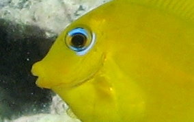 Blue Tang - Acanthurus coeruleus