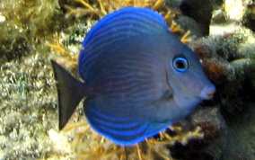 Blue Tang - Acanthurus coeruleus