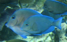 Blue Tang - Acanthurus coeruleus