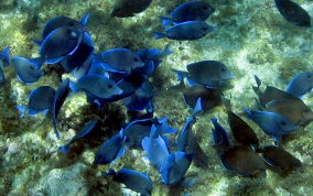 Blue Tang - Acanthurus coeruleus