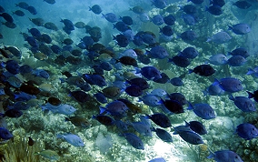 Blue Tang - Acanthurus coeruleus