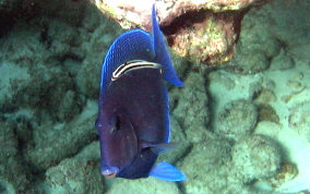 Blue Tang - Acanthurus coeruleus