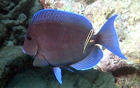 Blue Tang - Acanthurus coeruleus