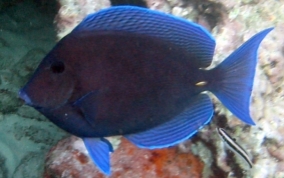 Blue Tang - Acanthurus coeruleus