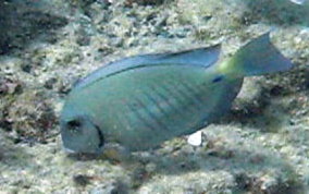 Doctorfish - Acanthurus chirurgus