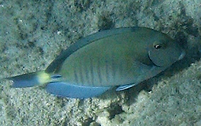 Doctorfish - Acanthurus chirurgus