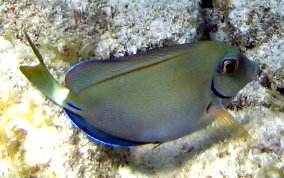 Ocean Surgeonfish - Acanthurus tractus