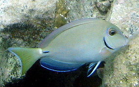 Ocean Surgeonfish - Acanthurus tractus