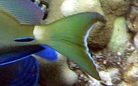 Ocean Surgeonfish - Acanthurus tractus