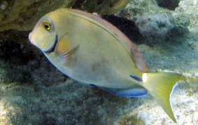 Ocean Surgeonfish - Acanthurus tractus