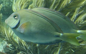 Ocean Surgeonfish - Acanthurus tractus