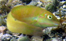 Blackear Wrasse - Halichoeres poeyi