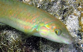 Blackear Wrasse - Halichoeres poeyi