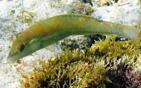 Blackear Wrasse - Halichoeres poeyi