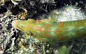 Blackear Wrasse - Halichoeres poeyi