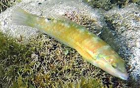 Blackear Wrasse - Halichoeres poeyi