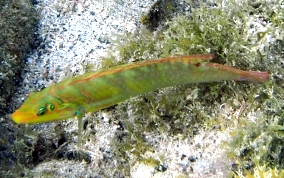 Blackear Wrasse - Halichoeres poeyi