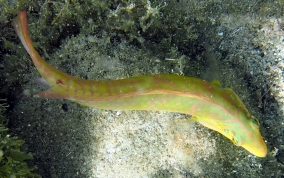 Blackear Wrasse - Halichoeres poeyi