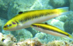 Bluehead Wrasse Intermediate