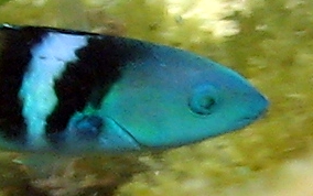 Bluehead Wrasse - Thalassoma bifasciatum 