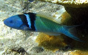 Bluehead Wrasse - Thalassoma bifasciatum 