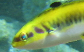 Bluehead Wrasse - Thalassoma bifasciatum 