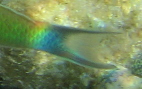 Bluehead Wrasse - Thalassoma bifasciatum 