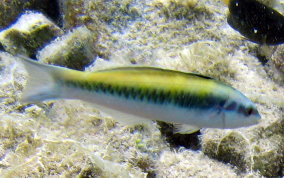 Bluehead Wrasse - Thalassoma bifasciatum 